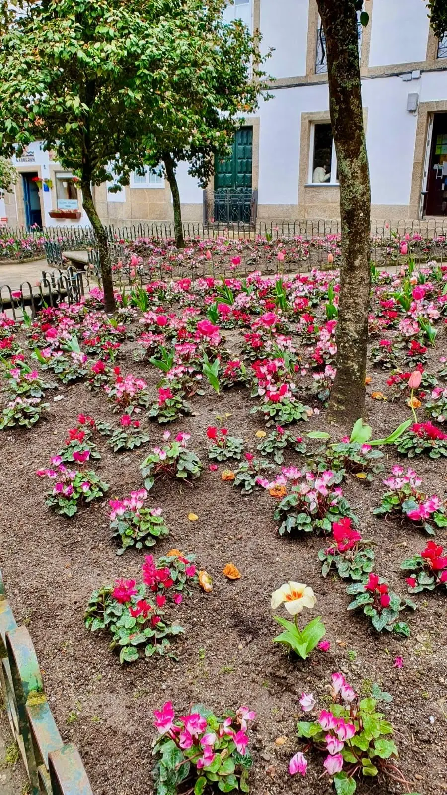 Imatge de servei: Selecció de plantes